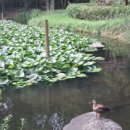 구갈레스피아 이미지