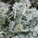 식이네농장 이미지