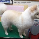 애견미용사 장윤희 이미지