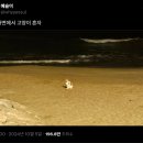 초현펜션 | 내가 일반인 관객으로 다녀온 해외영화제 2 (시체스 영화제)