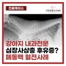 인천동물심장내과 이미지