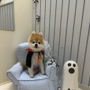 멜로우퍼피 이미지