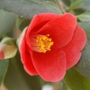 화신동백 이미지