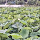 비실연꽃마을 이미지