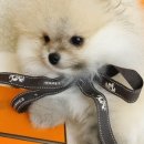 예쁜강아지 이미지