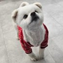 DOG 깨비 이미지