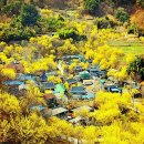 전남 구례ㅡ 산수유 축제ㅡ 전남 광양ㅡ 매화 축제 ㅡ 이미지