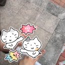 청송군체육관 실내체육관 | 아이돌 페스타 대작전 : 전국반짝투어 엔시티드림 안동 후기