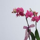 진달래가든 - 영양군 | 집 안 분위기 바꾸는 진달래 서양난 인테리어 효과｜브라더가든 고객 후기