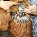 양계장닭한마리 이미지