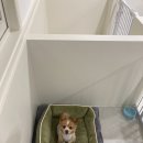 재키애견 이미지