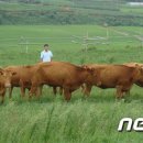 연한우농장 이미지