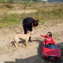 즐거운 애견 이미지