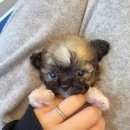 토이파티 이미지