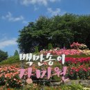 도당고등학교 | 부천 가볼만한 곳 부천 백만송이 장미축제 후기🌹