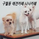 니나펫카페 네이버블로그