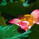 양산호수공원 이미지