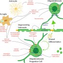 Re: Oligodendrocytes in the aging brain 이미지