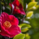 산들바람 이미지