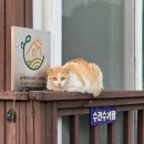 시인의집펜션 | Day-4 강아지와 남해안 여행 중🐶 여수 풀뿌리흙두부, 가성비 펜션후기