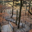 잣나무숲 이미지