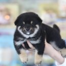 강아지,반하다 이미지