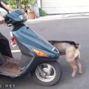 강아지가 오토바이 타는 법 이미지