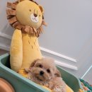 은하수펫샵 이미지