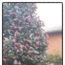 동성여관 이미지