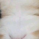 보보캐터리 이미지