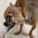 비 마이 퍼피 네이버블로그
