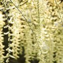 버드나무 이미지