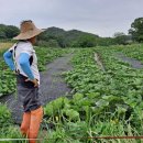 군유 농장 이미지