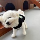 포우포우 반려견 유치원 이미지