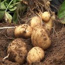 오리온농장 이미지