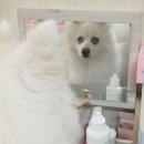 거울보는 강아지 이미지