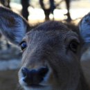 개팔자 상팔자 이미지