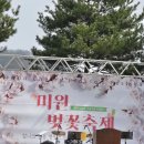 26년도 미원 벚꽃축제 이미지