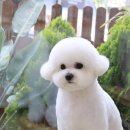 견공작소 이미지