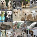 야타리농장 | 평택시 유기동물보호소 1월 30일 31일 포천 가평 양평 여주 이천 파주 용인 오산 입양공고 사진링크공유