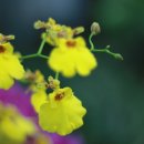 조이목장 이미지