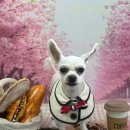 까까뭉치 이미지