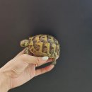 (주)슈퍼몬스터 | 용인파충류샵 더몬스터x비바유니버셜 금박이뉴트,볼...루시스틱,옐로밸리 슈퍼 파이드,비어디드래곤...