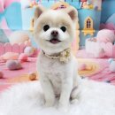 멍뭉펫살롱 이미지