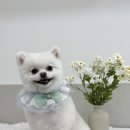 땡큐 펫 살롱 이미지