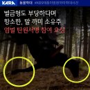 KBS 태종 이방원 말 까미 학대 사건 엄벌 탄원 서명 이미지