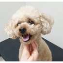 더바름동물병원 이미지