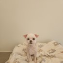 아지애견 이미지