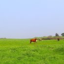 선양 목장 이미지