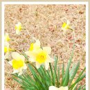 담양 반딧불 이미지